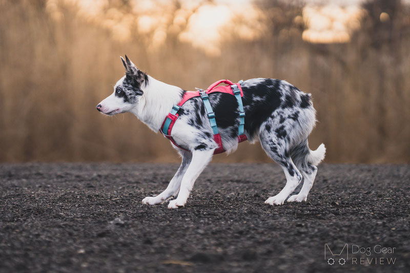 Ruffwear deals flagline harness