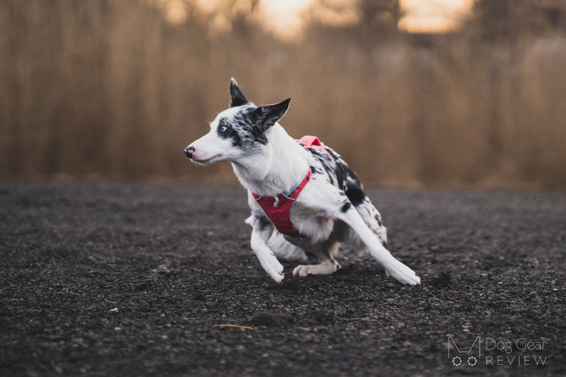 Ruffwear Flagline Harness Review | Dog Gear Review