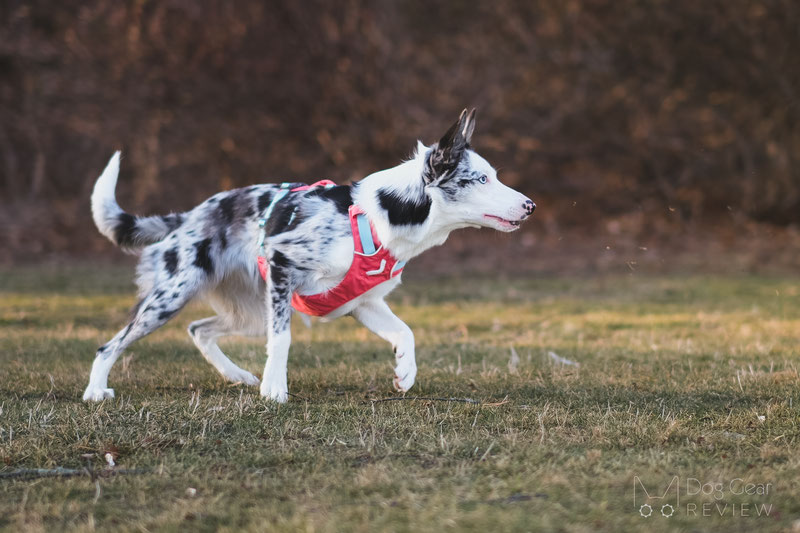 Ruffwear Flagline Harness Review | Dog Gear Review