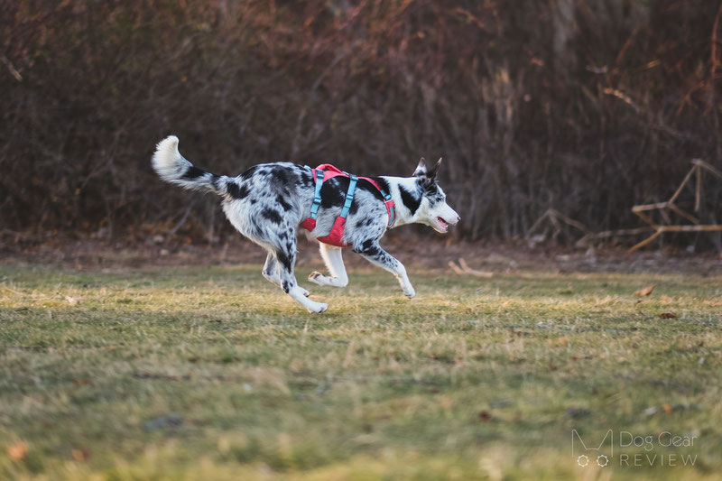 Ruffwear Flagline Dog Harness: Lightweight, Back Handle, Aust Dispatch -  Canine Spirit Australia