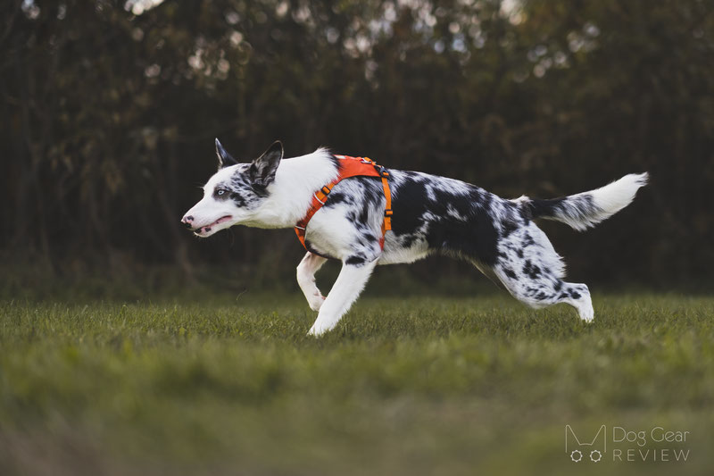Ruffwear Hi & Light Dog Harness Review | Dog Gear Review