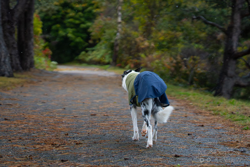 Ruffwear Sun Shower Raincoat Review | Dog Gear Review