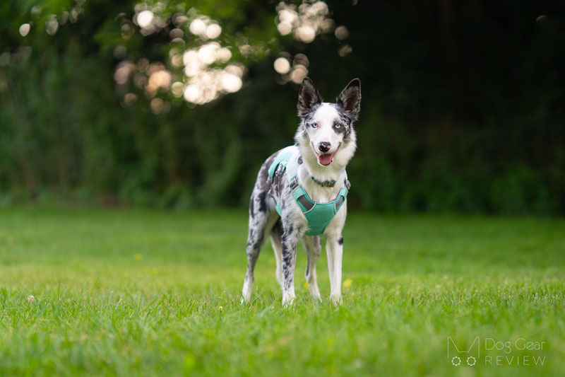 Ruffwear Swamp Cooler Dog Harness Review | Dog Gear Review