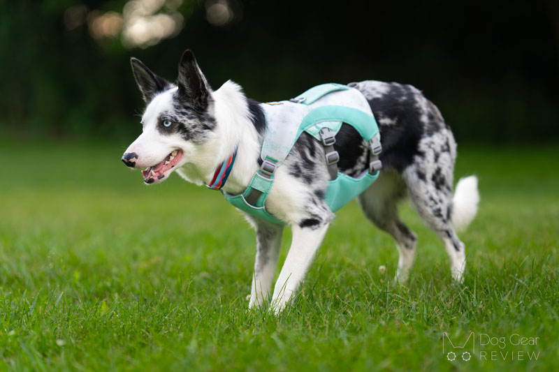 Ruffwear Swamp Cooler Dog Harness Review | Dog Gear Review