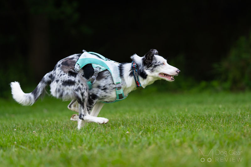 Ruffwear Swamp Cooler Dog Harness Review Dog Gear Review