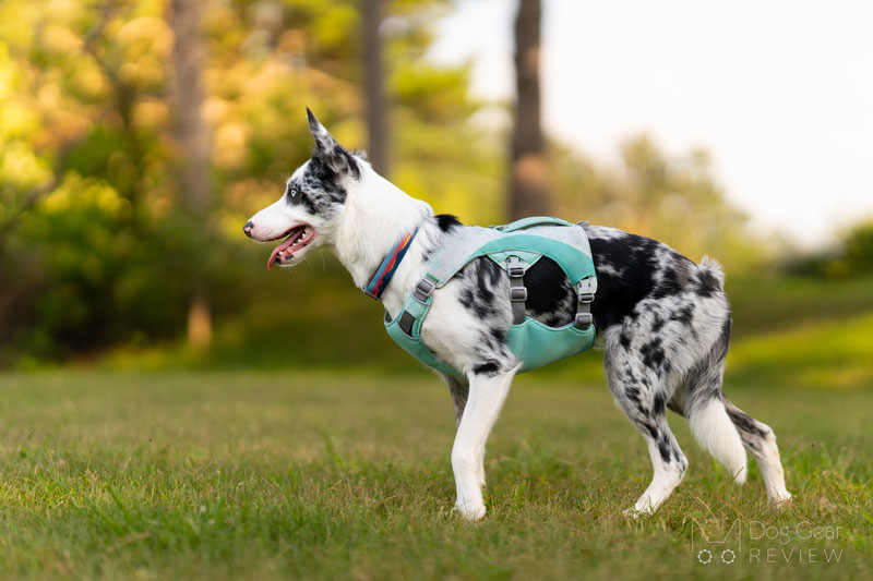 Ruffwear Swamp Cooler Dog Harness Review Dog Gear Review