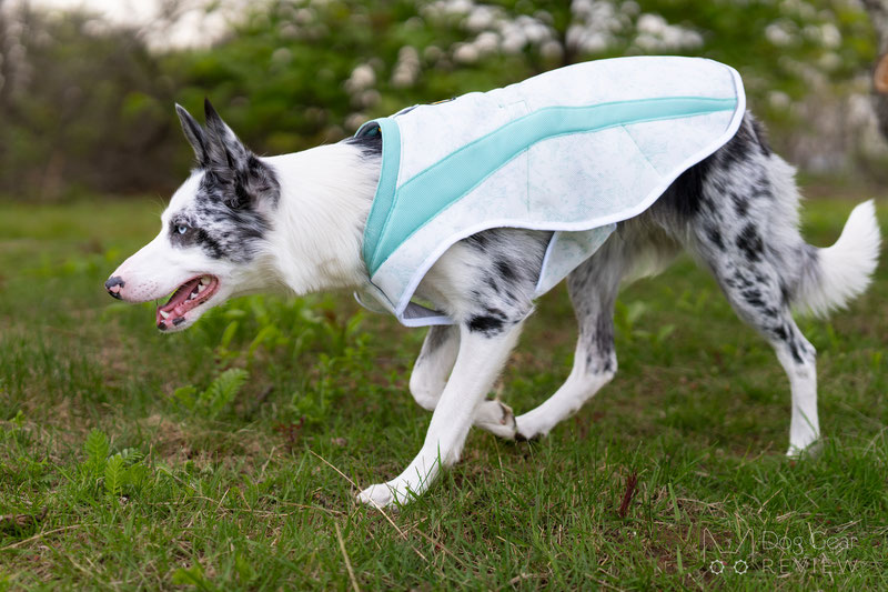 Ruffwear Swamp Cooler Dog Vest Review | Dog Gear Review