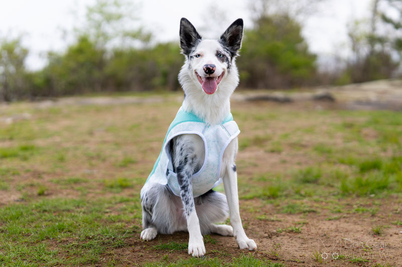 Ruffwear Swamp Cooler Dog Vest Review | Dog Gear Review