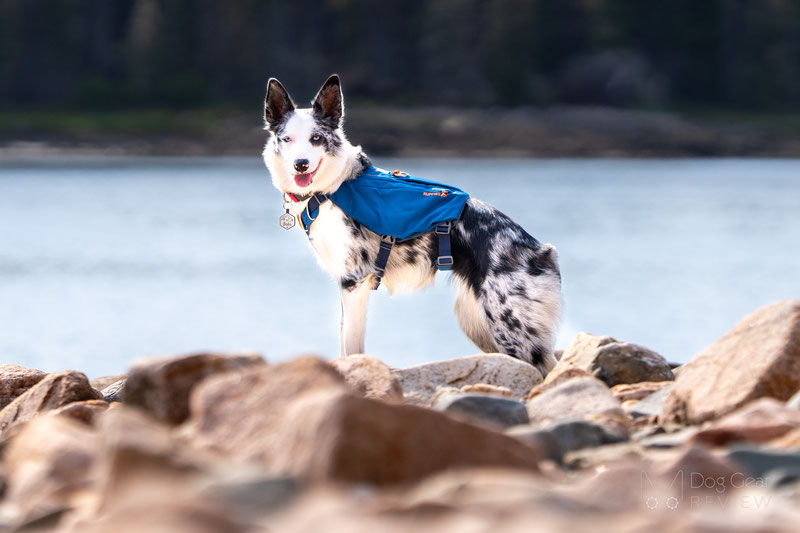 Ruffwear Switchbak Harness Review | Dog Gear Review