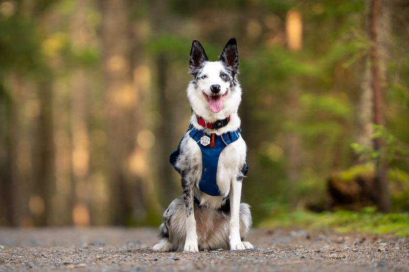 Ruffwear Switchbak Harness Review | Dog Gear Review