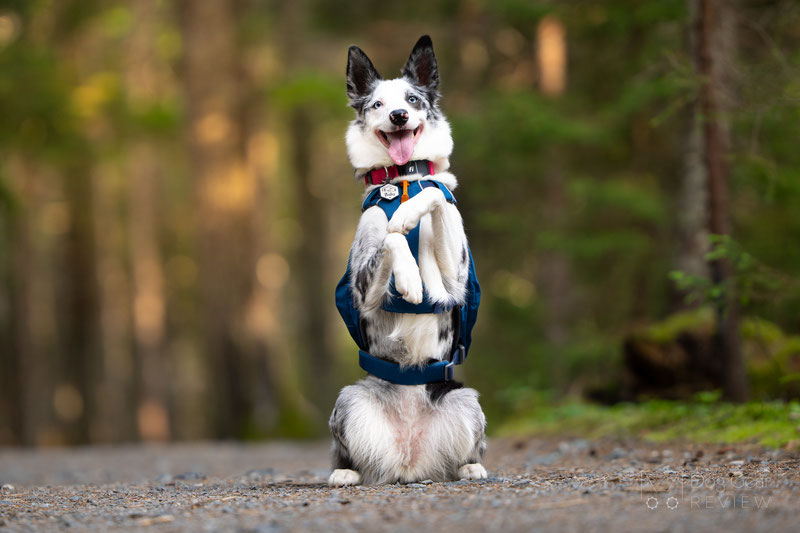 Ruffwear Switchbak Harness Review | Dog Gear Review