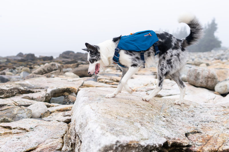 Ruffwear Switchbak Harness Review | Dog Gear Review