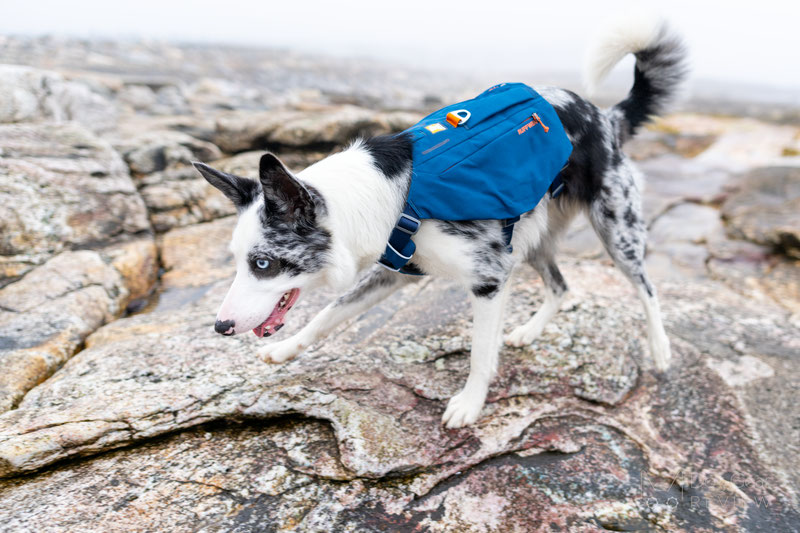 Ruffwear Switchbak Harness Review | Dog Gear Review