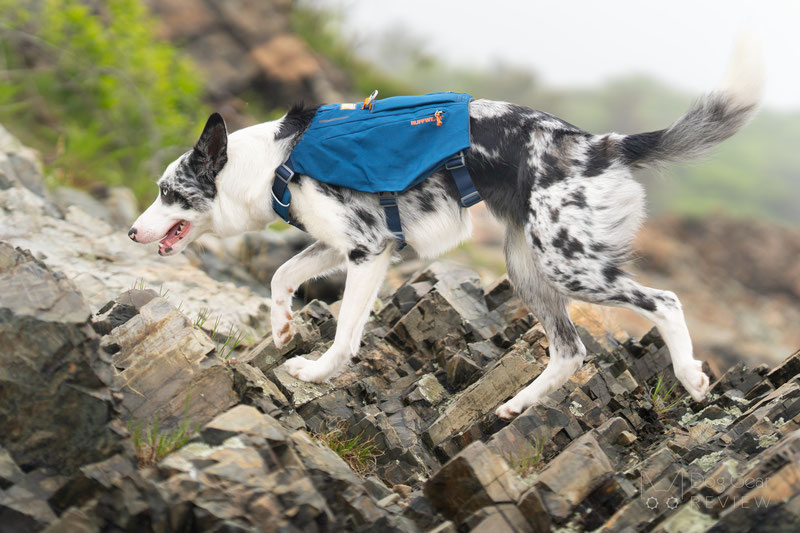 Ruffwear Switchbak Harness Review | Dog Gear Review