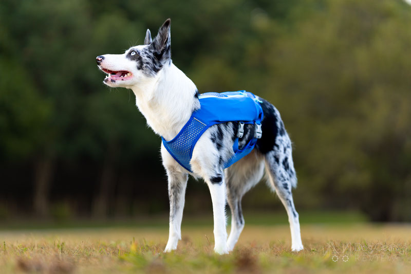 Ruffwear Trail Runner Dog Vest Review | Dog Gear Review