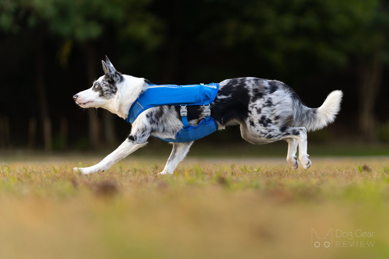 Ruffwear Trail Runner Dog Vest Review | Dog Gear Review