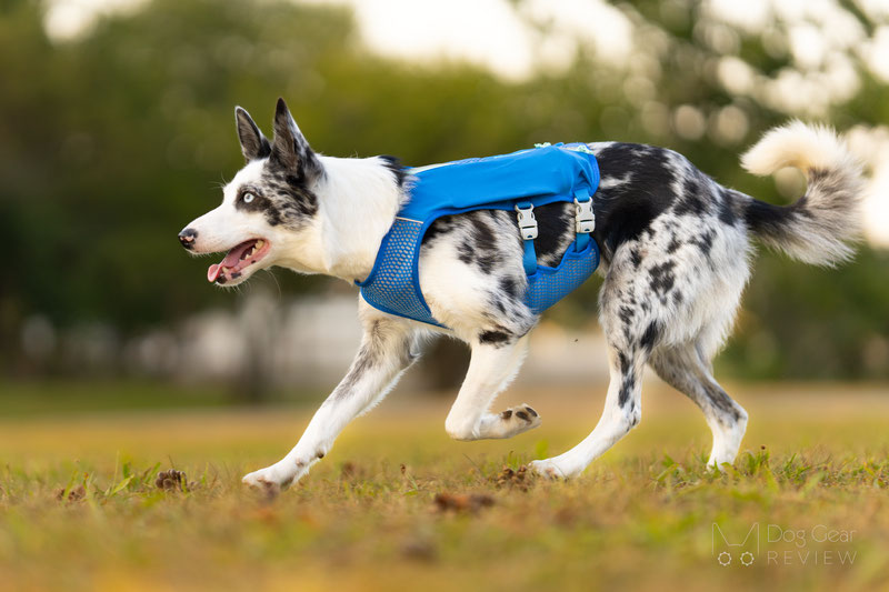 Ruffwear Trail Runner Dog Vest Review | Dog Gear Review