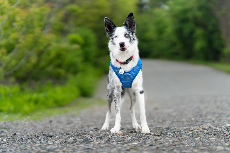 Ruffwear Trail Runner Dog Vest Review | Dog Gear Review