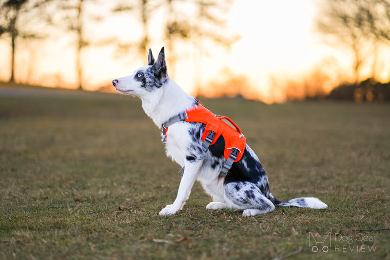 Ruffwear Web Master Dog Harness Review | Dog Gear Review