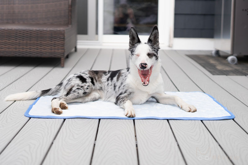 Rywell Arc-Chill Cooling Mat Review | Dog Gear Review