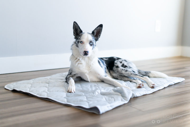 Rywell Dog Blanket Review | Dog Gear Review