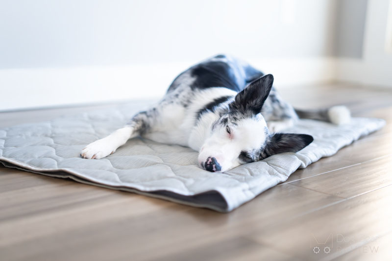 Rywell Dog Blanket Review | Dog Gear Review