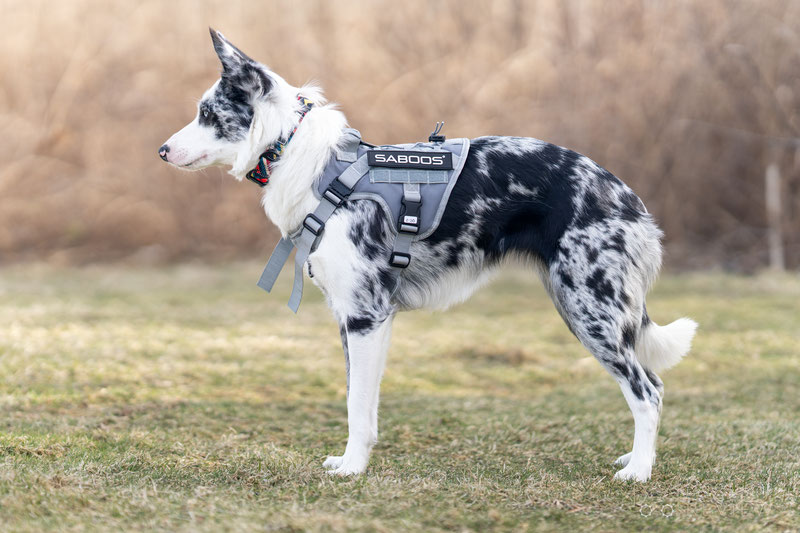 SABOOS Tactical Harness Review | Dog Gear Review
