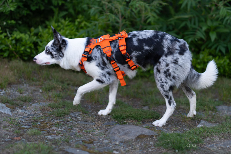 Saker Canyon Harness Review | Dog Gear Review