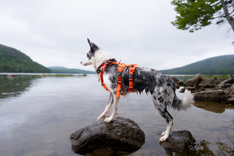 Saker Canyon Harness Review | Dog Gear Review