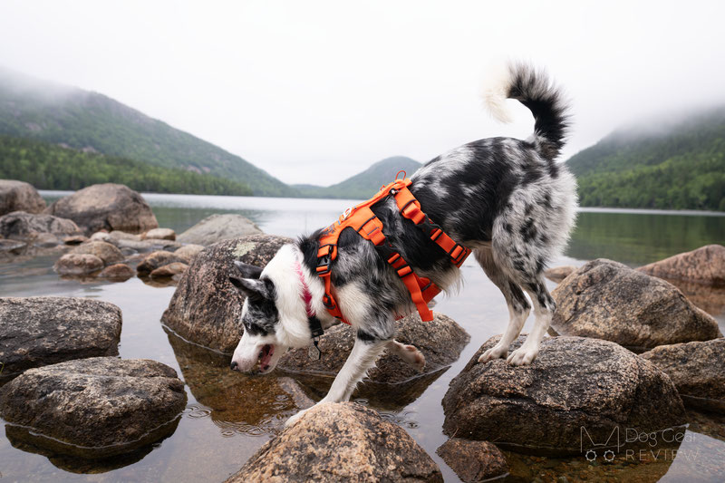 Saker Canyon Harness Review | Dog Gear Review