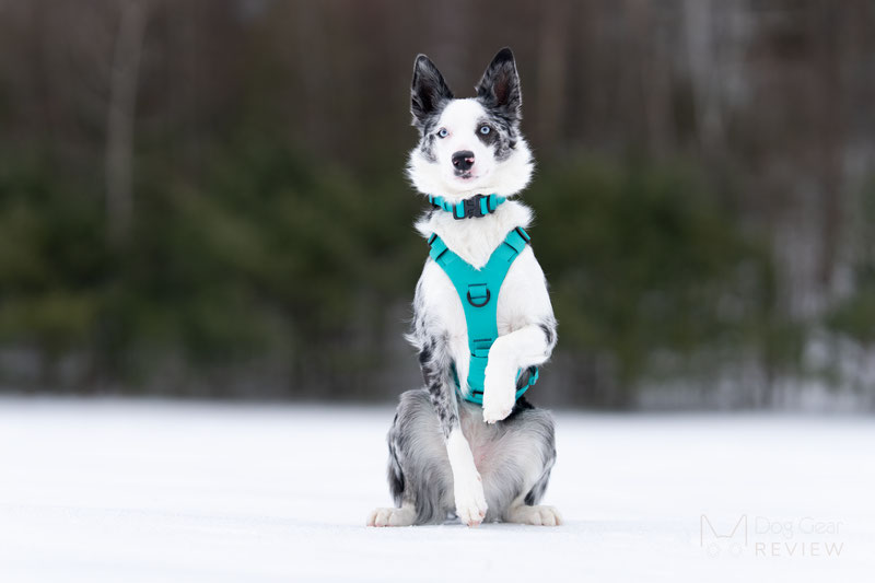 Saker Muse Harness Review | Dog Gear Review