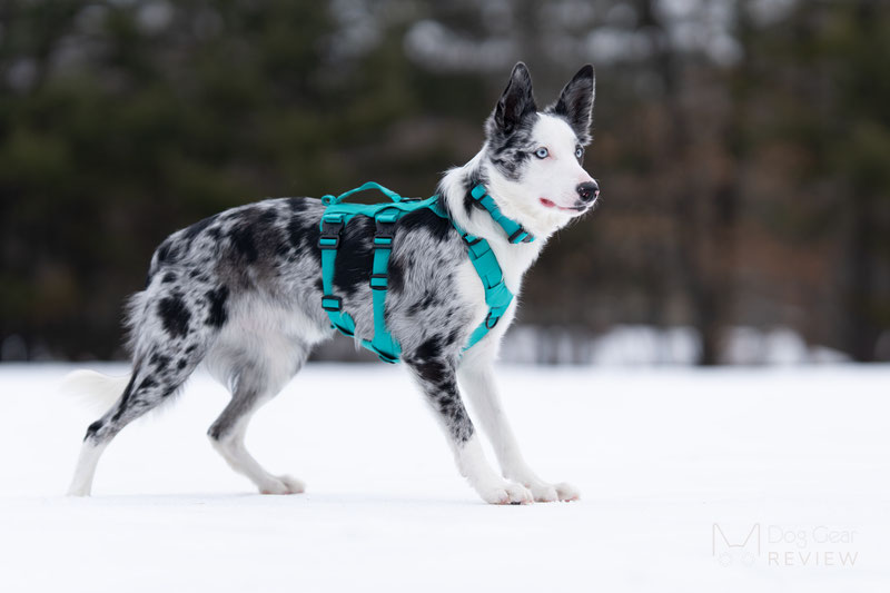 Saker Muse Harness Review | Dog Gear Review