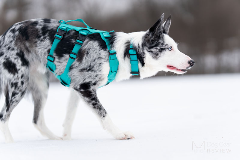 Saker Muse Harness Review | Dog Gear Review