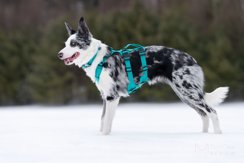 Saker Muse Harness Review | Dog Gear Review