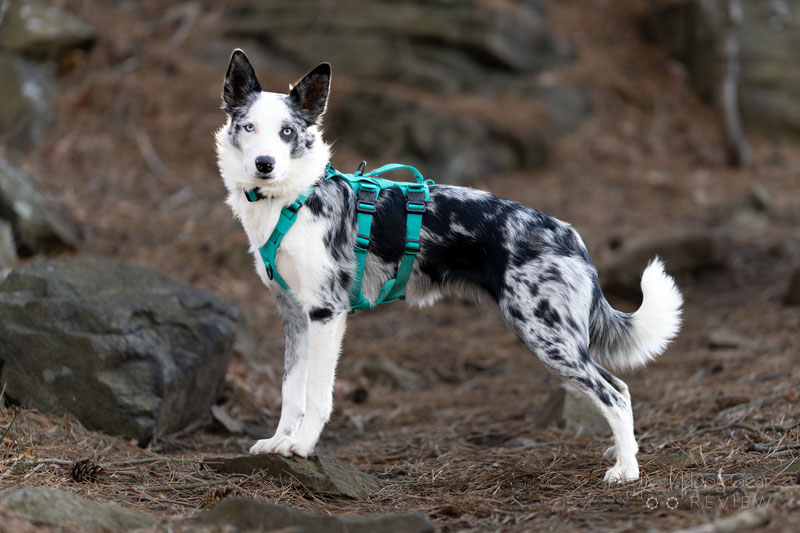 Saker Muse Harness Review | Dog Gear Review