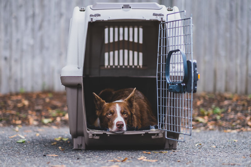 Midwest Skudo Travel Carrier Review | Dog Gear Review