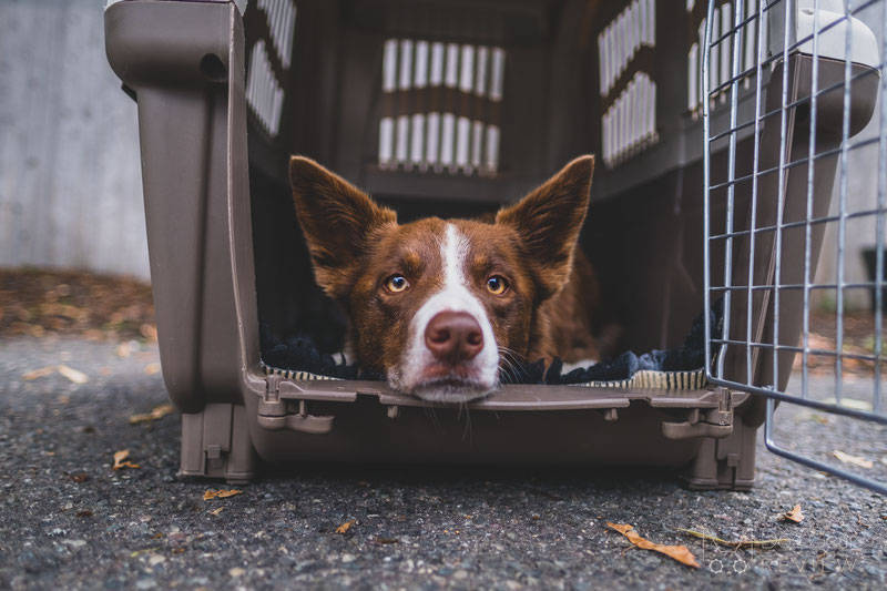 Midwest Skudo Travel Carrier Review | Dog Gear Review