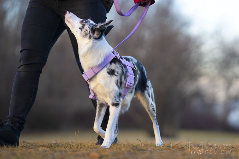 Spark Paws Anti Pulling Y-Harness Set Review | Dog Gear Review