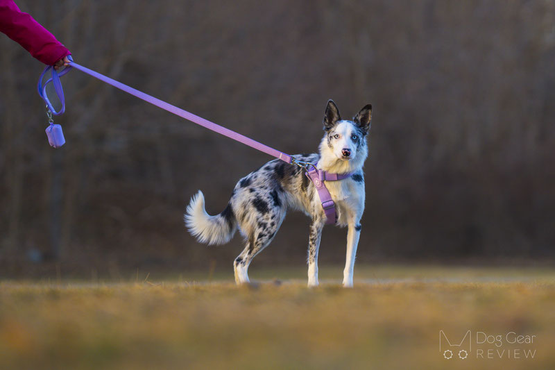 Spark Paws Anti Pulling Y-Harness Set Review | Dog Gear Review