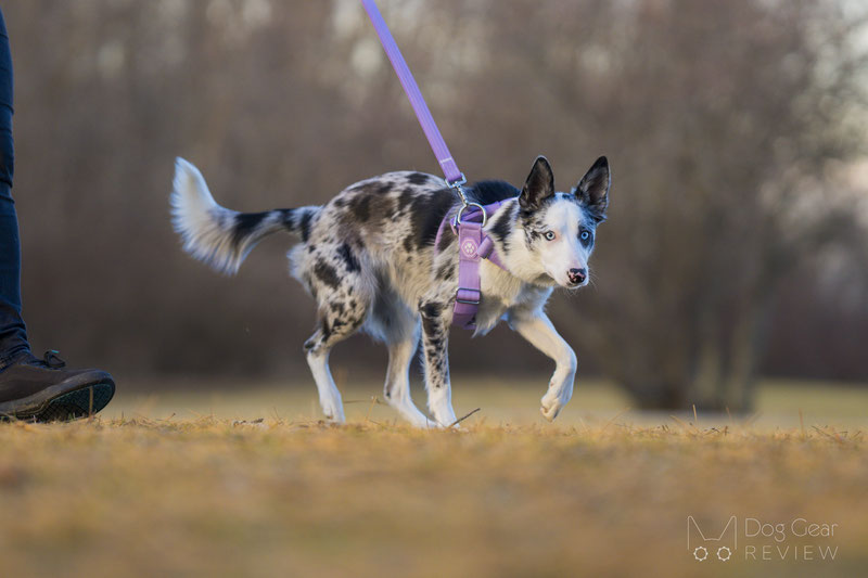 Spark Paws Anti Pulling Y-Harness Set Review | Dog Gear Review