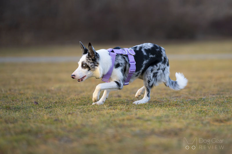 Spark Paws Anti Pulling Y-Harness Set Review | Dog Gear Review