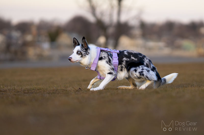 The Best Dog Collar for Your French Bulldog – SPARK PAWS