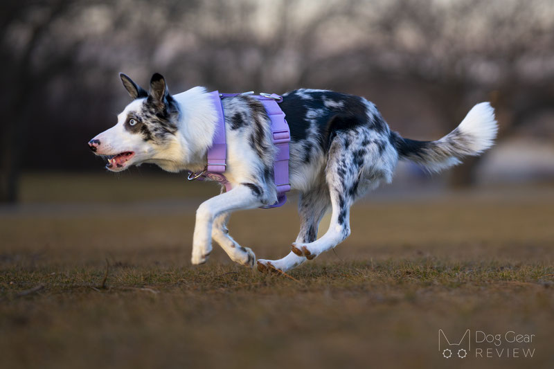 Spark Paws: Quality Dog Clothes, Collar, Harness & Accessories – SPARK PAWS