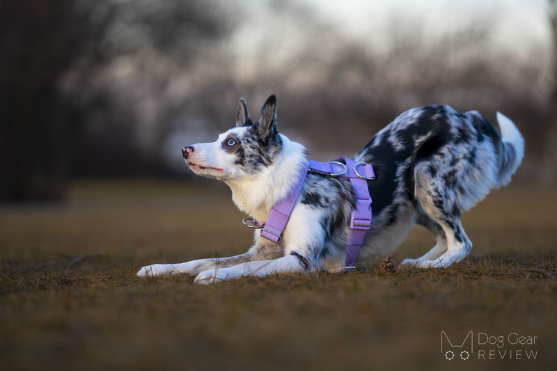 Spark Paws Anti Pulling Y-Harness Set Review | Dog Gear Review