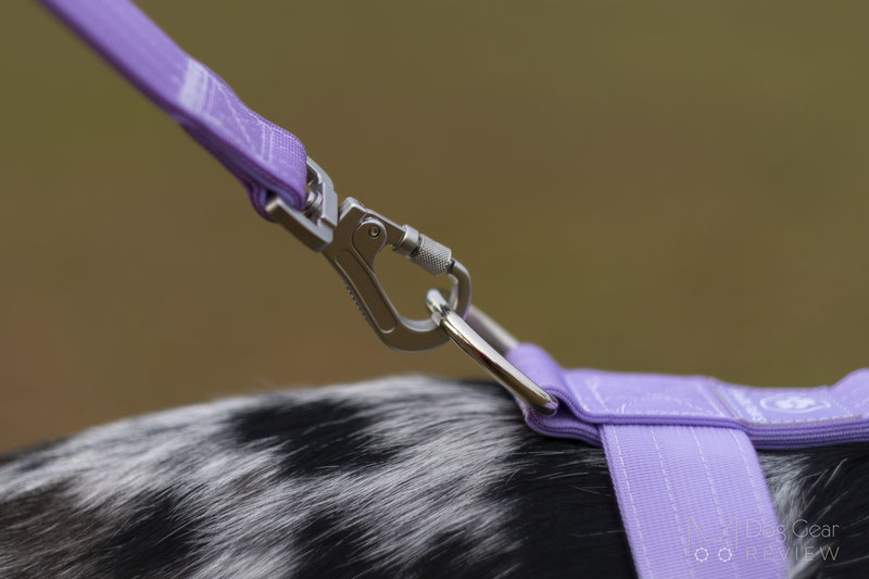 The Best Dog Collar for Your French Bulldog – SPARK PAWS