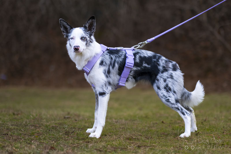 Spark Paws Anti Pulling Y-Harness Set Review | Dog Gear Review