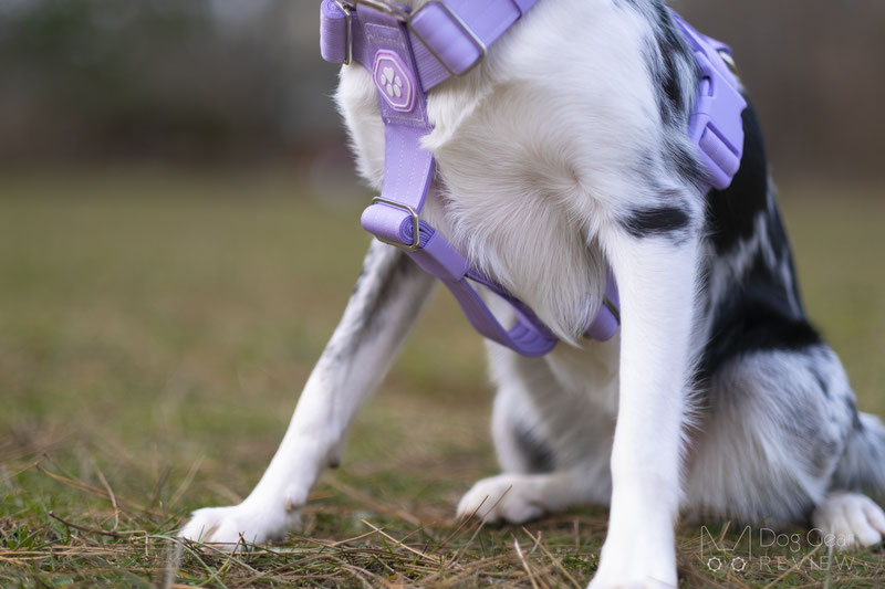 Spark Paws Anti Pulling Y-Harness Set Review | Dog Gear Review