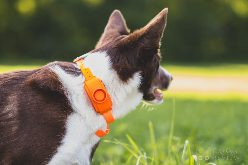 SportDOG Brand UplandHunter Beeper Review | Dog Gear Review