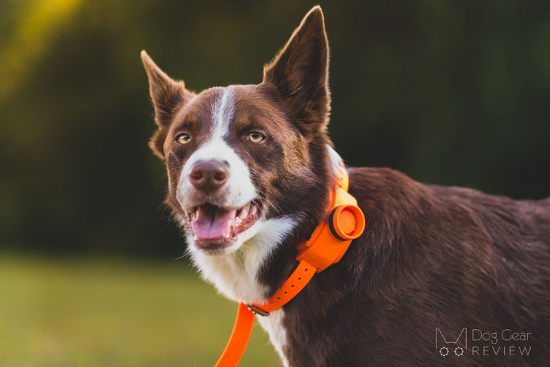 SportDOG Brand UplandHunter Beeper Review | Dog Gear Review