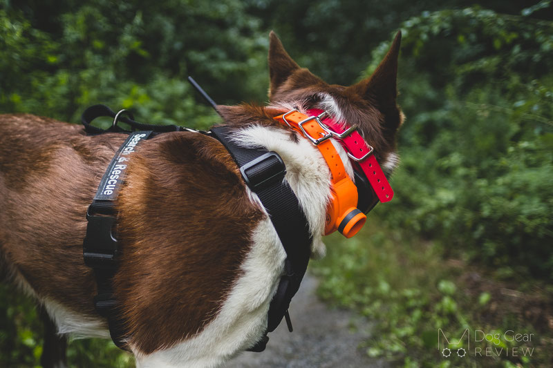 SportDOG Brand UplandHunter Beeper Review | Dog Gear Review